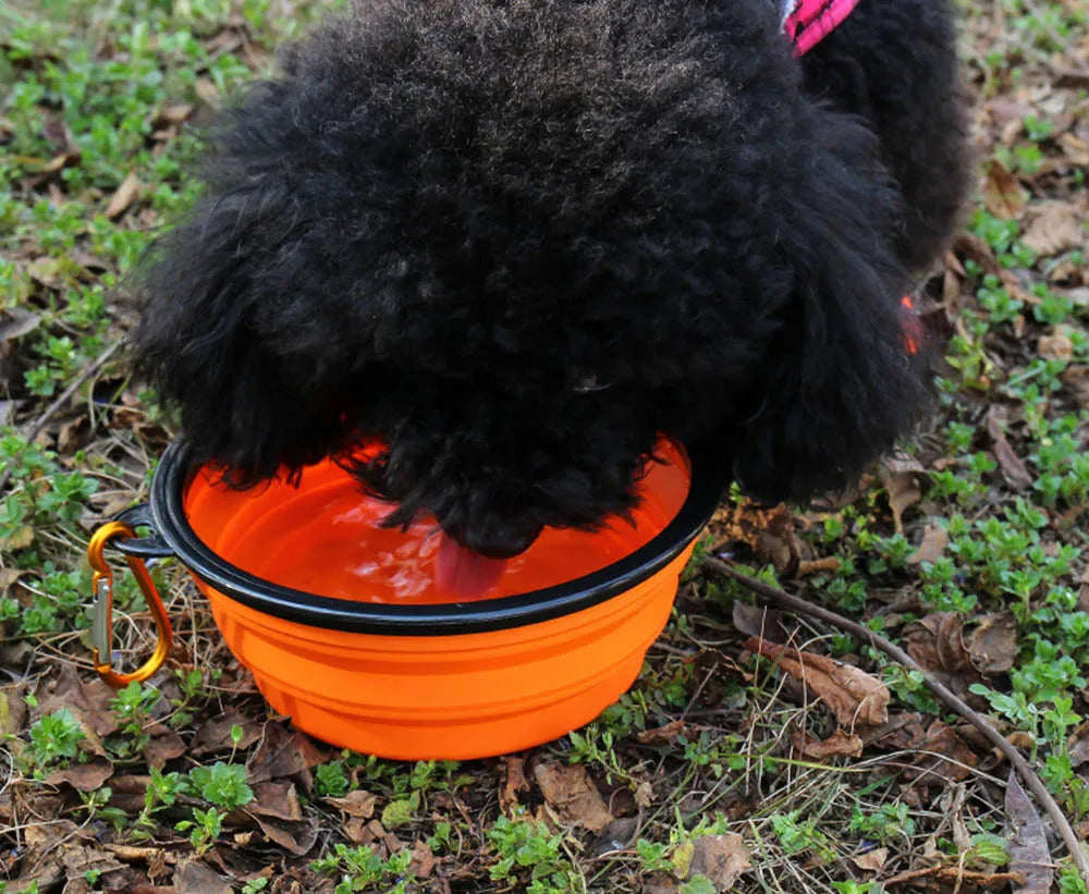 Collapsible Dog Bowl