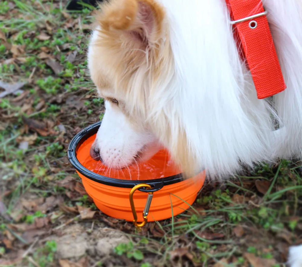 Collapsible Dog Bowl