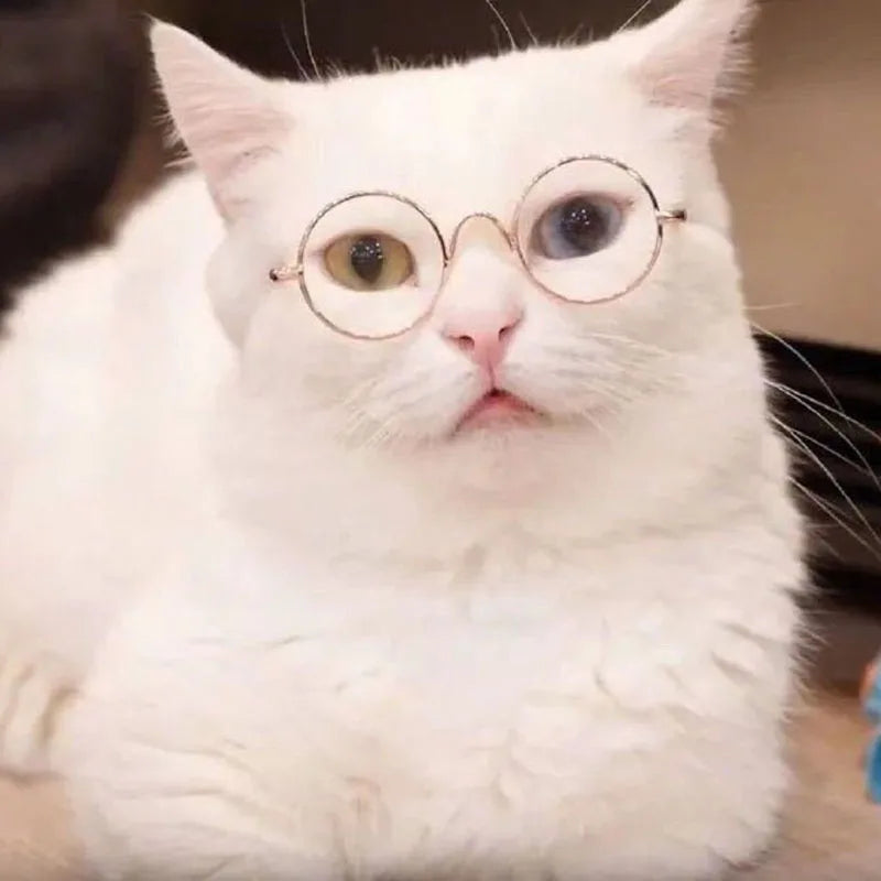 Cat Glasses