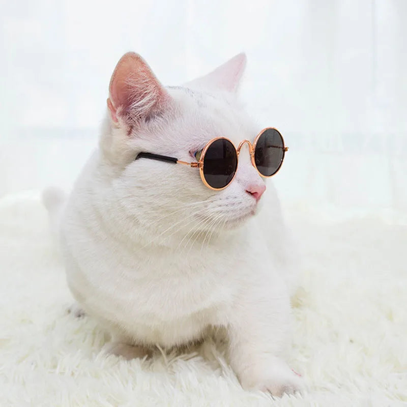 Cat Glasses